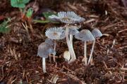 Coprinus fimetarius